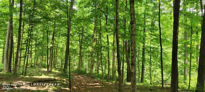 11182 County Road 280, Westport - 16