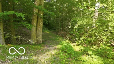 7746 Tunnel Road, Unionville - 8