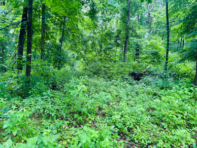0 Laurel Road, Laurel - 13