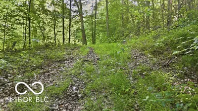 7746 Tunnel Road, Unionville - 13
