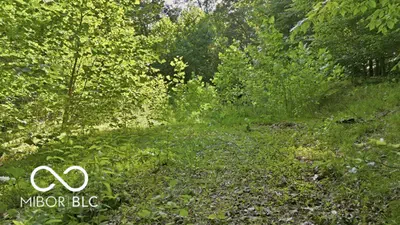 7746 Tunnel Road, Unionville - 15