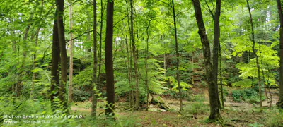 11182 County Road 280, Westport - 29